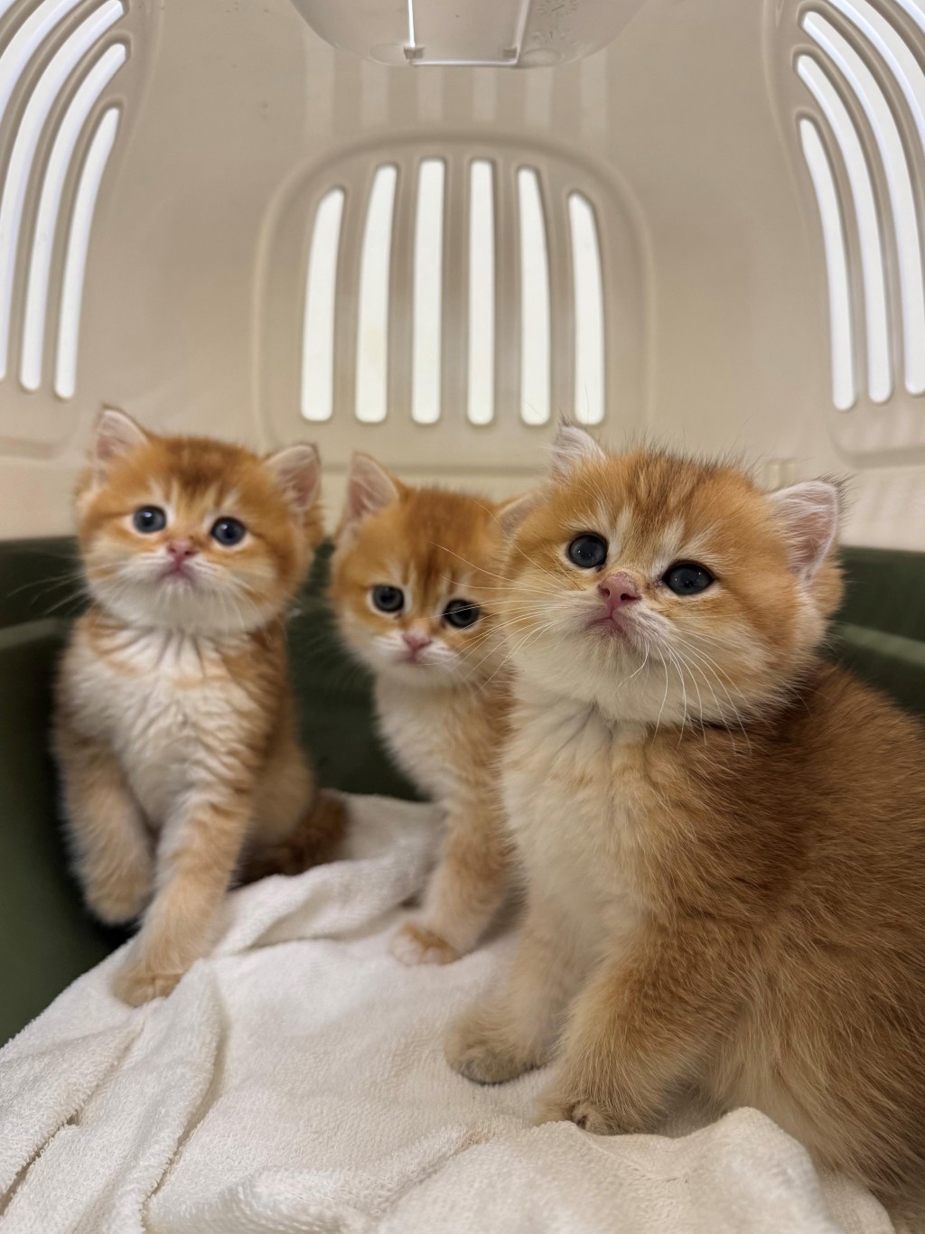 https://upload.hkgolden.media/comment/1vanycuq.kqvki4kza5l.sivcmjzyzmc.hqo.jpg