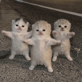 https://upload.hkgolden.media/comment/1xuyl4nc.qyz53z3gz2e.v020l2um3i5.f1z.gif