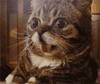 https://upload.hkgolden.media/comment/3xdas3qq.1xhfkwdr0xy.o5rywpwtjt4.05n.gif