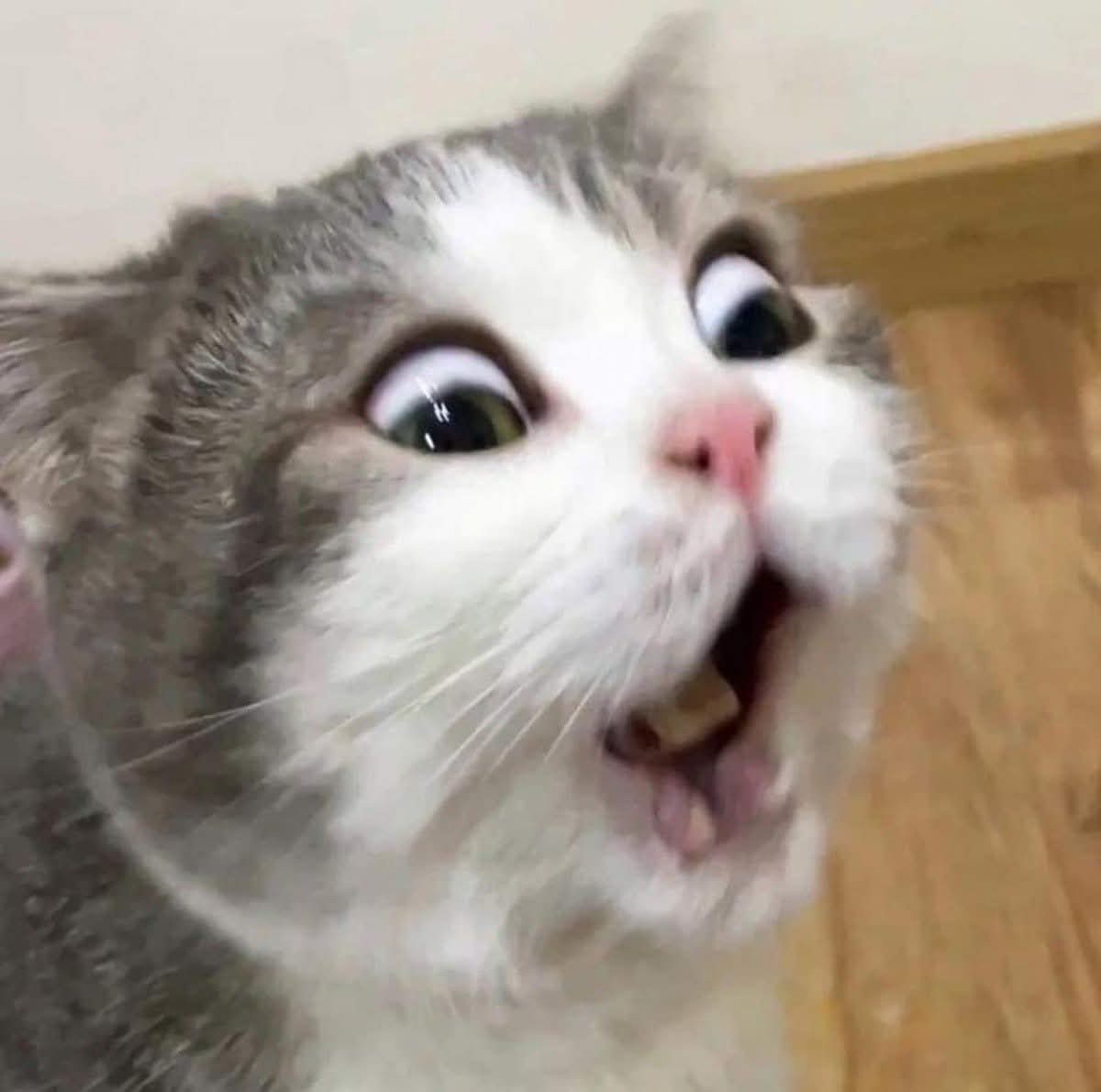 https://upload.hkgolden.media/comment/4pfkfhvd.llq15kcjvyc.gl1rutcntph.ows.jpg