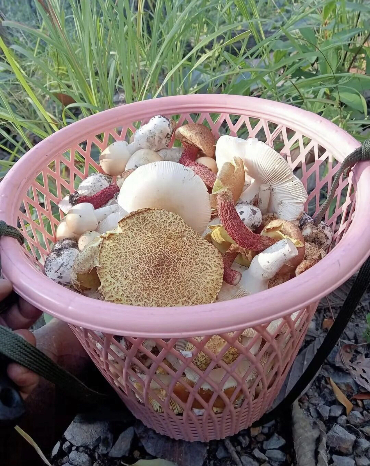 https://upload.hkgolden.media/comment/4vftksha.mxuimivkxfh.ci4eslpcpik.h4f.jpg