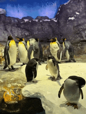 https://upload.hkgolden.media/comment/5pc1x3i0.qlcl5qty0yy.uao4xli2s0d.xjl.gif