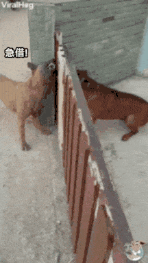 https://upload.hkgolden.media/comment/hrg3d3zi.laj0cfwma5c.hifjd4sjlf1.frt.gif