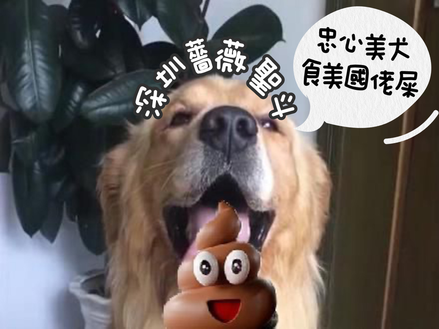 支爆專家 酒鬼薔薇聖斗 = 大陸佬戴綠帽 原來 深圳返工 - 香港高登討論區