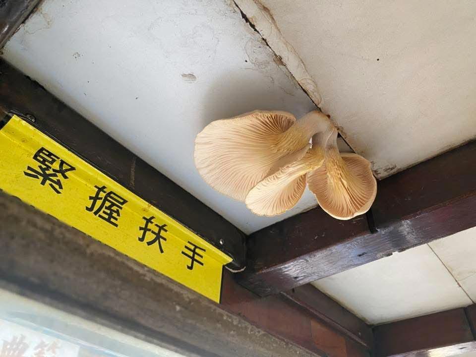 https://upload.hkgolden.media/comment/k2nsz3l2.em2hobrngsr.2h4lx13xtha.c2f.jpg