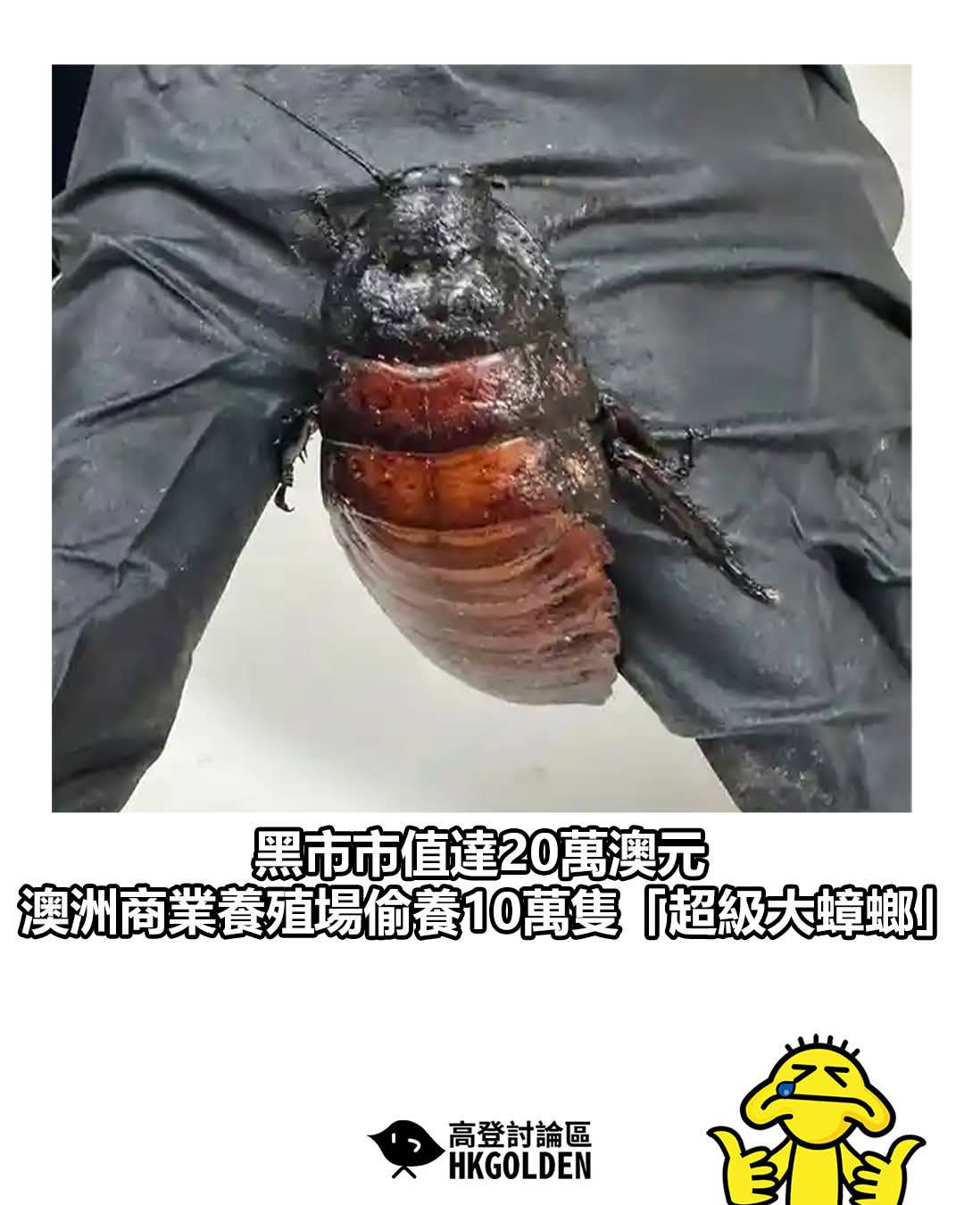 https://upload.hkgolden.media/comment/lf2z20uh.2mrz3gqvmxl.tbobgjiekjv.brq.jpg