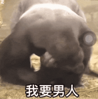 https://upload.hkgolden.media/comment/mfgxs2wr.sv04vygauuz.ebyu5m4rfvq.ip5.gif