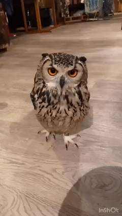 https://upload.hkgolden.media/comment/mnrpq313.0yi5c0gn5ic.w2vyjpm44he.ivk.gif