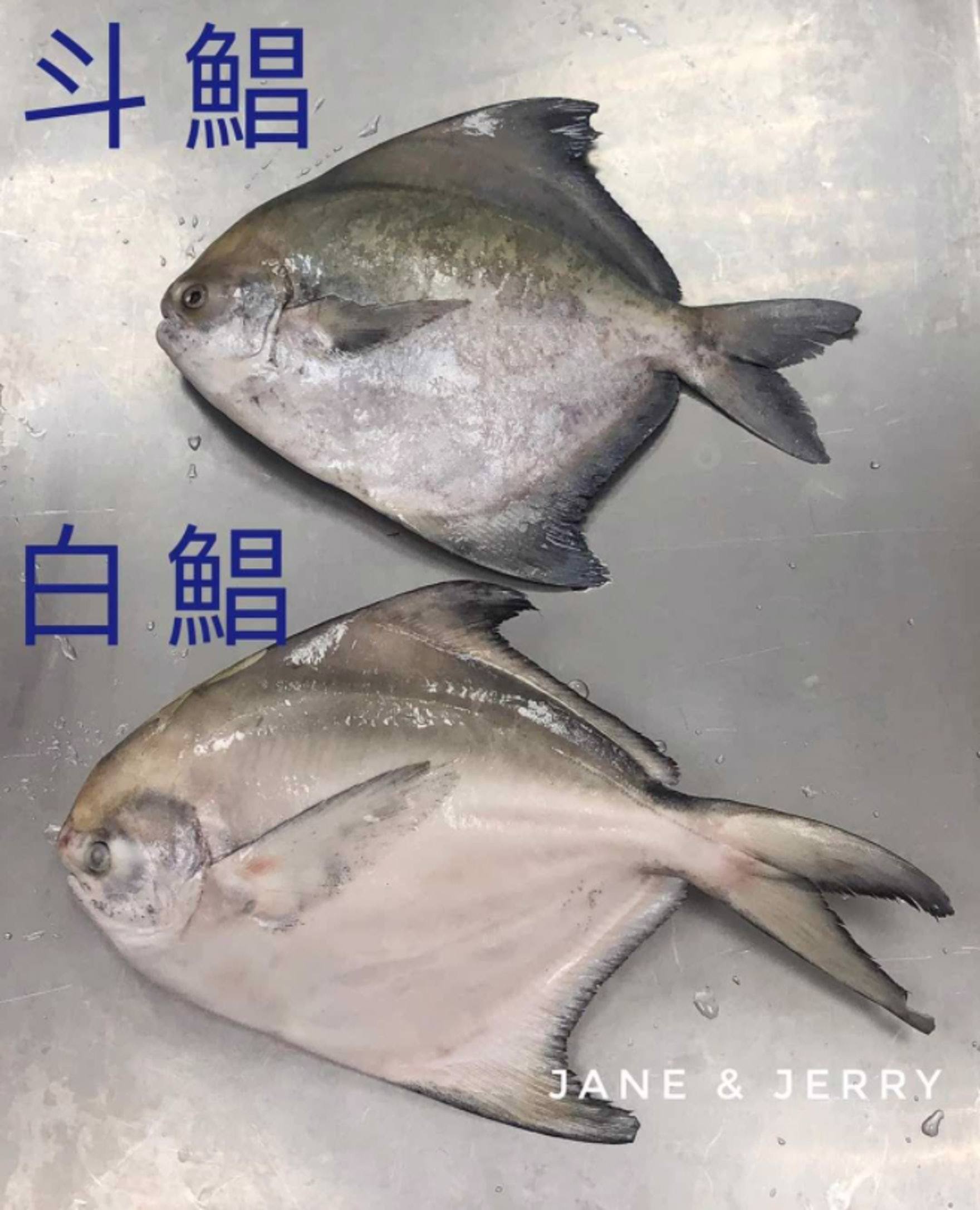 完美示範煎黑䱽 - 飲食台 - 香港高登討論區