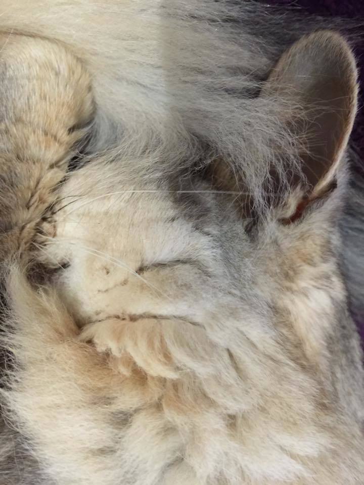 https://upload.hkgolden.media/comment/ogbt2dkr.uj5mp4zgkzd.qukbz0avu2o.pl4.jpg