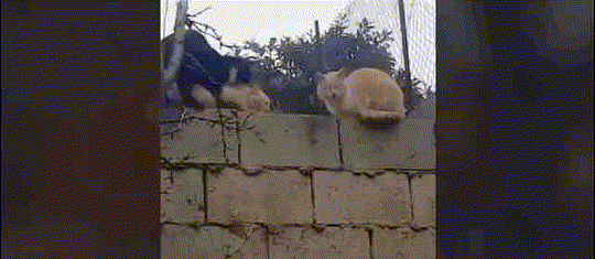 https://upload.hkgolden.media/comment/p1qymgw3.tsiaru1vb1t.gok5jilb0yh.ytr.gif
