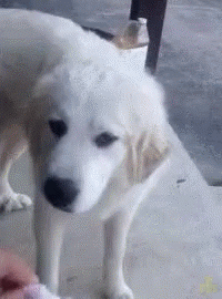 https://upload.hkgolden.media/comment/rdi5s5jc.bbwqkgasmwo.g4kaxgnebaq.spj.gif