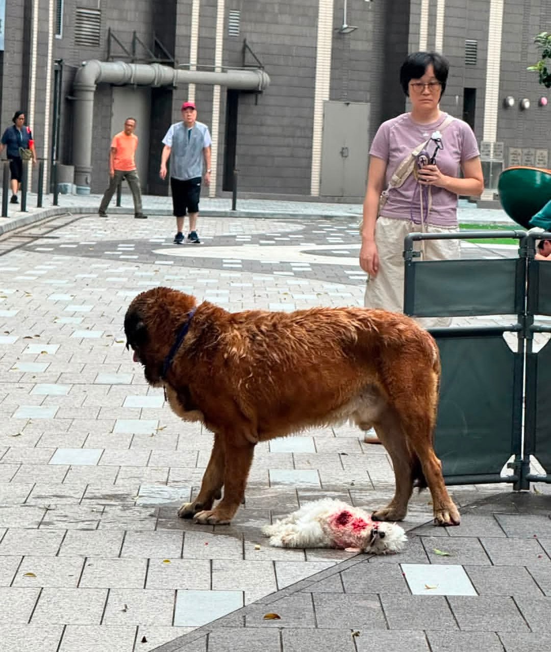 https://upload.hkgolden.media/comment/san1bg01.4kjxidgfbm0.0g4qcxts0mj.j4q.jpg