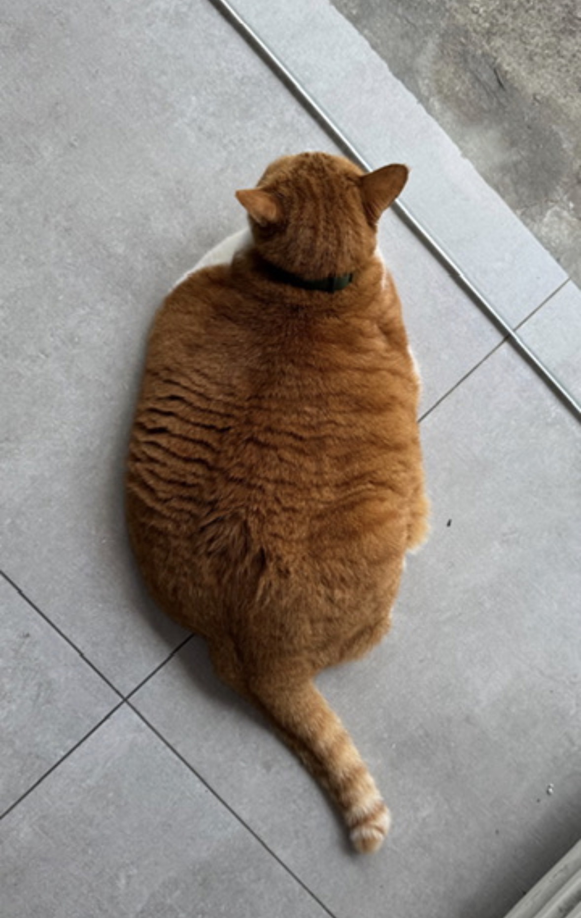 https://upload.hkgolden.media/comment/vludi1vv.likxtci5nzm.acvn4gigso5.5gf.jpg