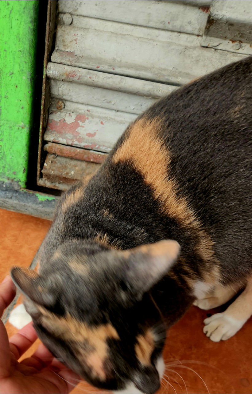 https://upload.hkgolden.media/comment/wdk2y25i.24pqgdx1b5e.nxwhlongooj.mid.jpg