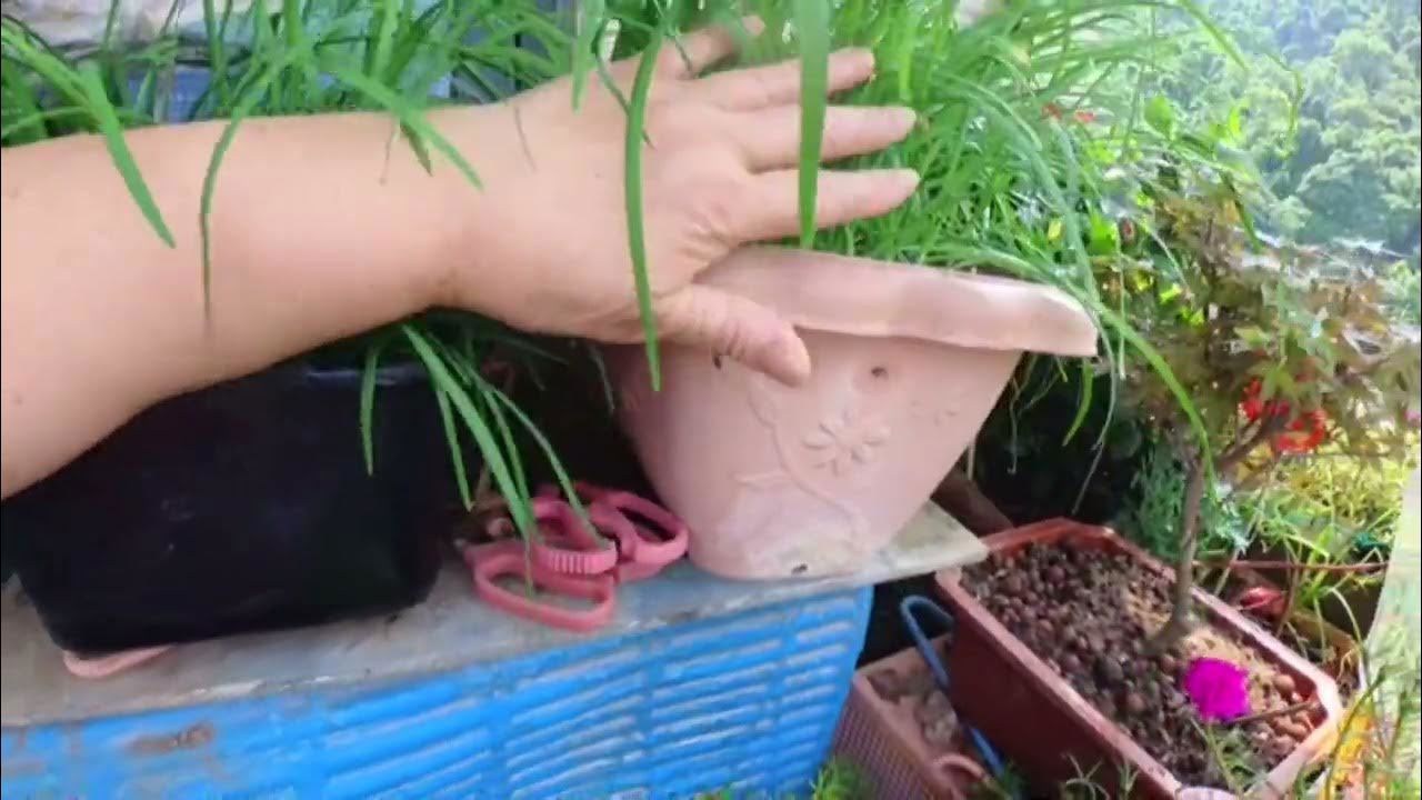 https://upload.hkgolden.media/comment/yfuarfsr.ktfxm4hjggd.jcq002z0ls5.nzv.jpg